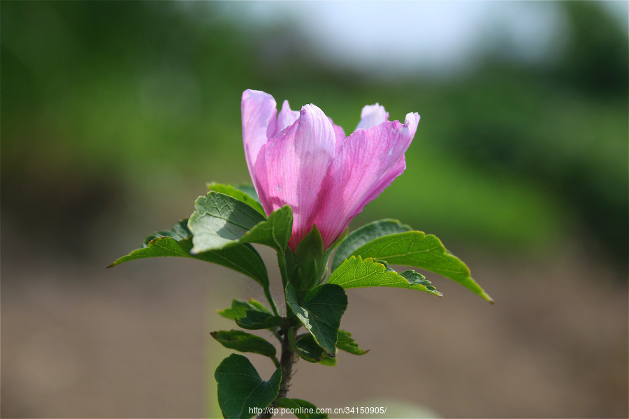 木槿花