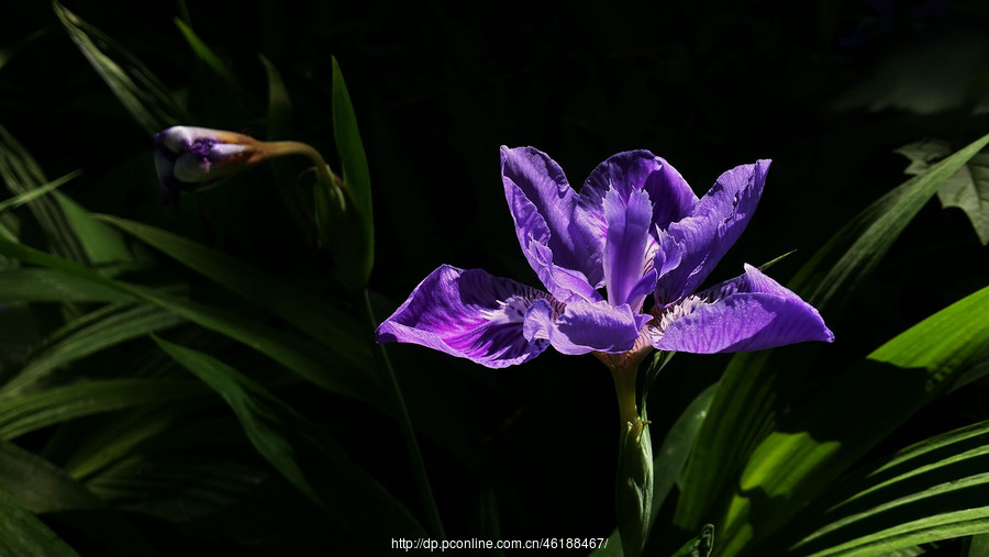 【紫色鸢尾花摄影图片】生态摄影_梅楠子的博客