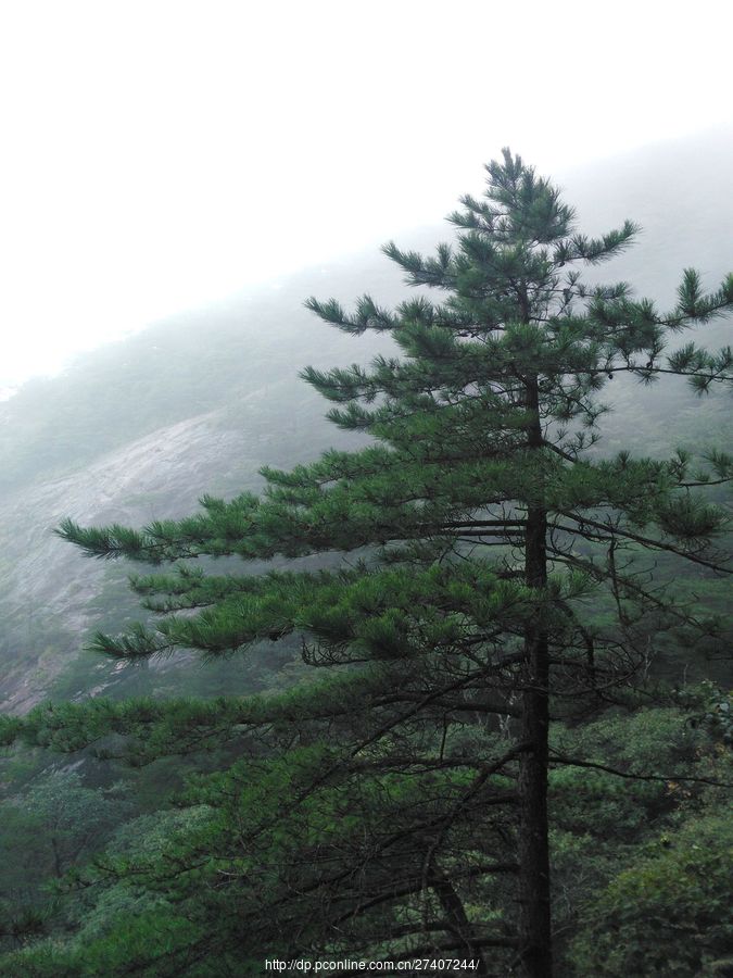 明堂山青松翠柏