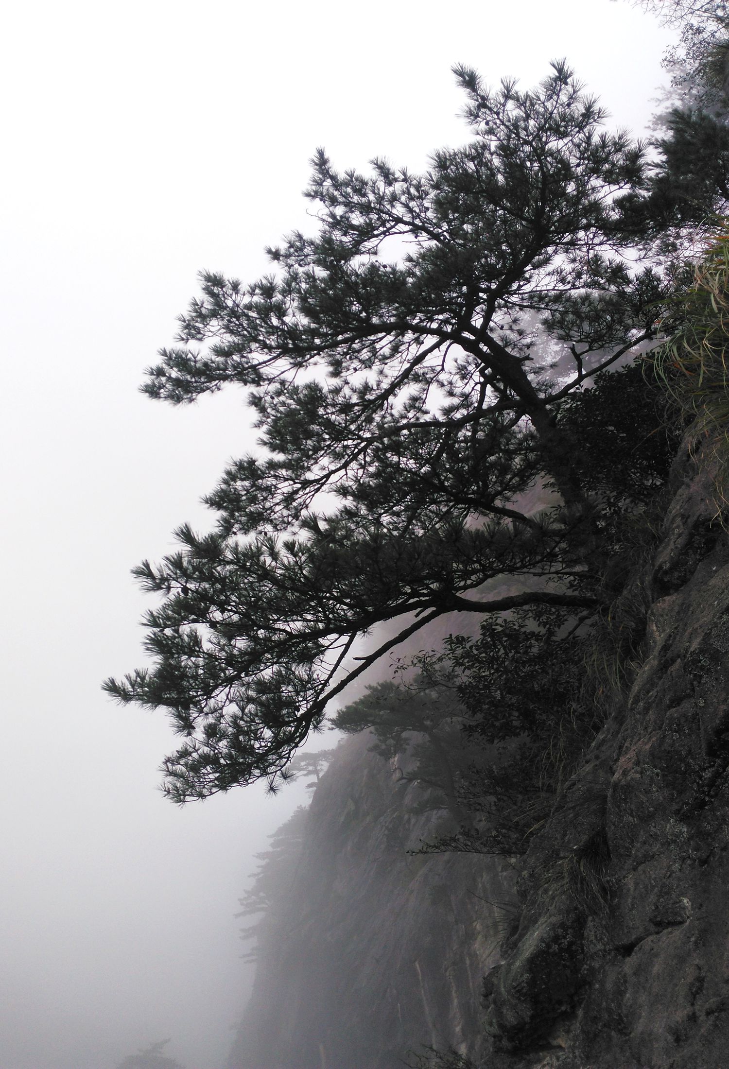 明堂山青松翠柏