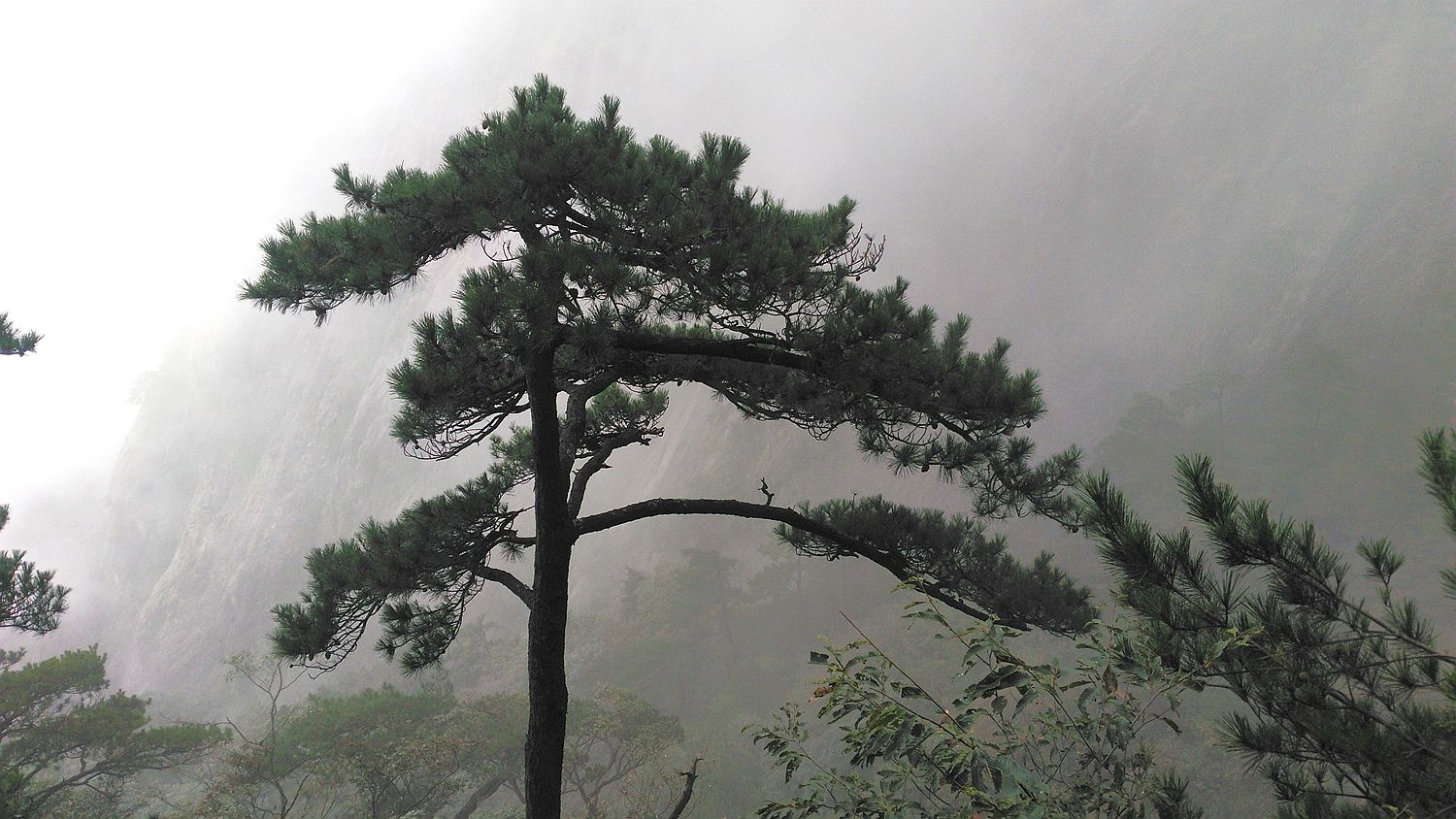 明堂山青松翠柏