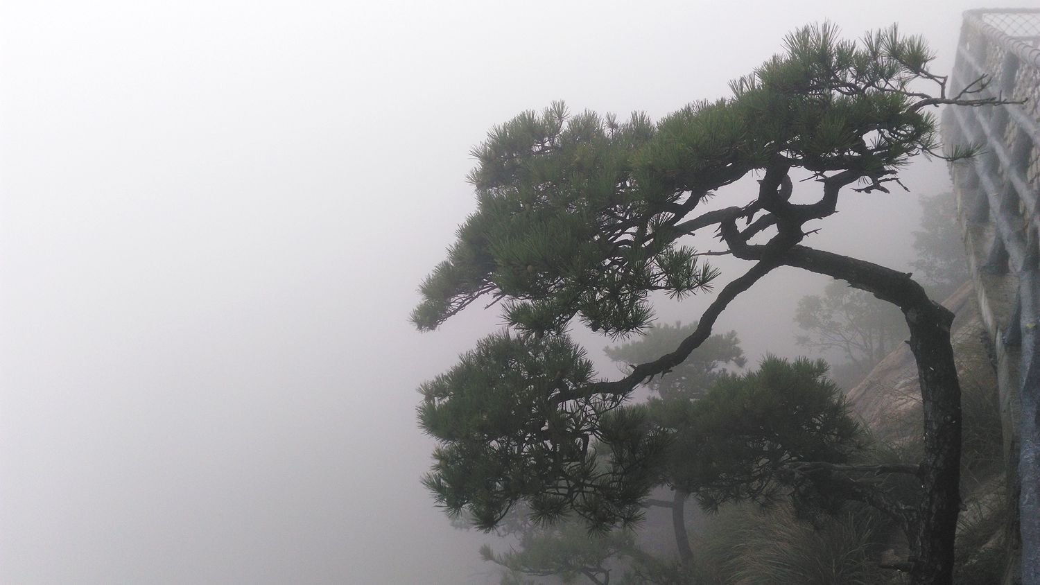 明堂山青松翠柏