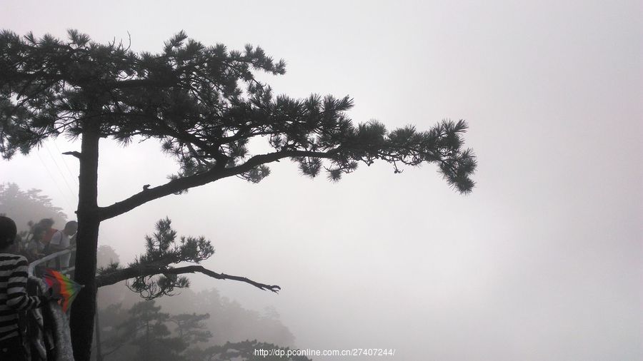 明堂山青松翠柏