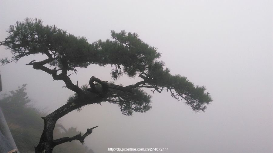 【明堂山青松翠柏摄影图片】生态摄影_太平洋电脑网摄影部落