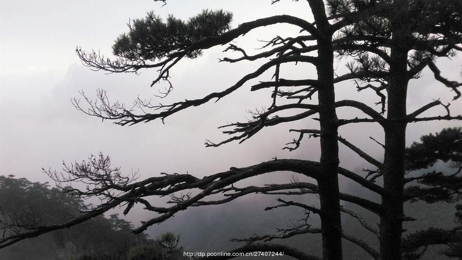 明堂山青松翠柏