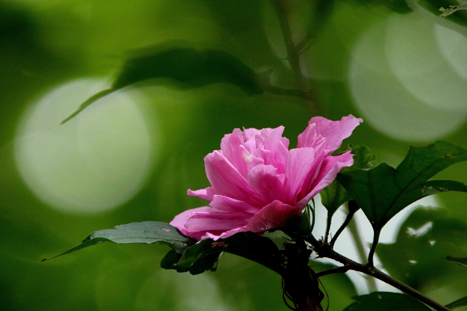 【木槿花摄影图片】生态摄影_菩提树_太平洋电脑网