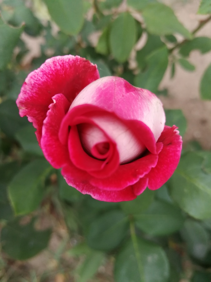2017-月季花1