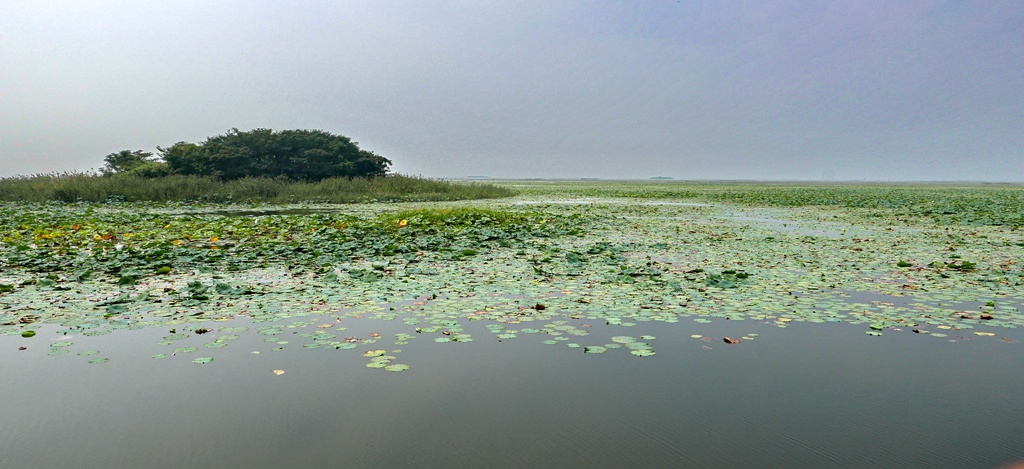 微山湖湿地