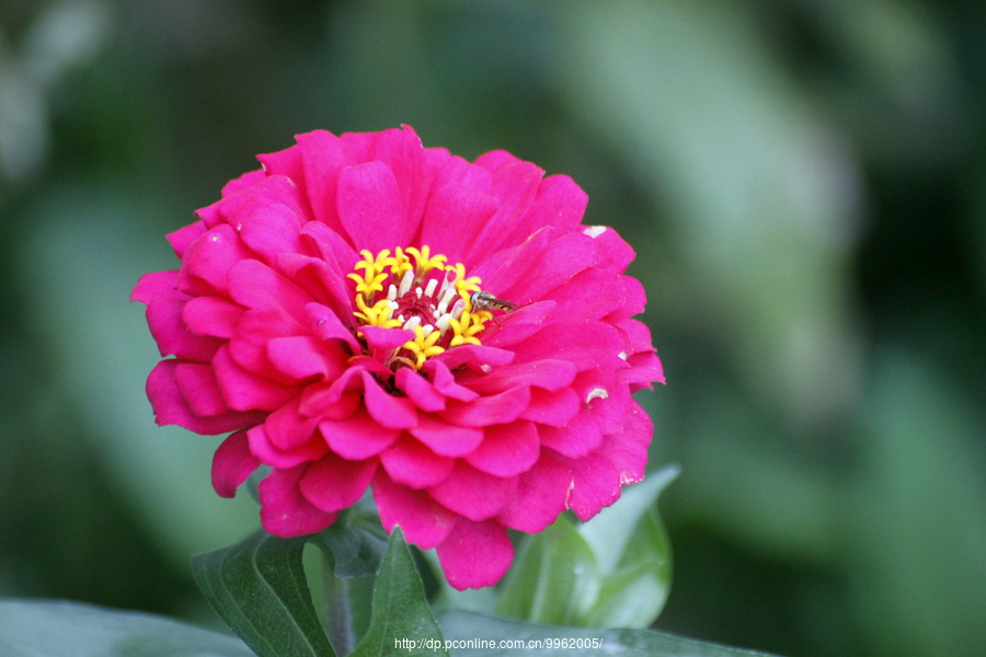 百花争艳2