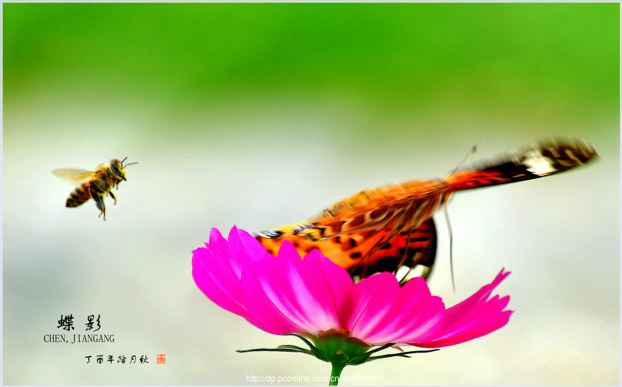 蜜蜂追蝴蝶