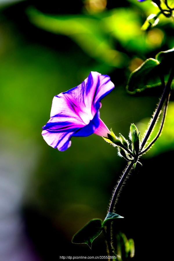 牵牛花之梦