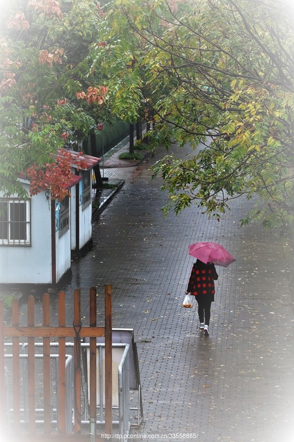 【在雨中摄影图片】生态摄影_太平洋电脑网摄影部落