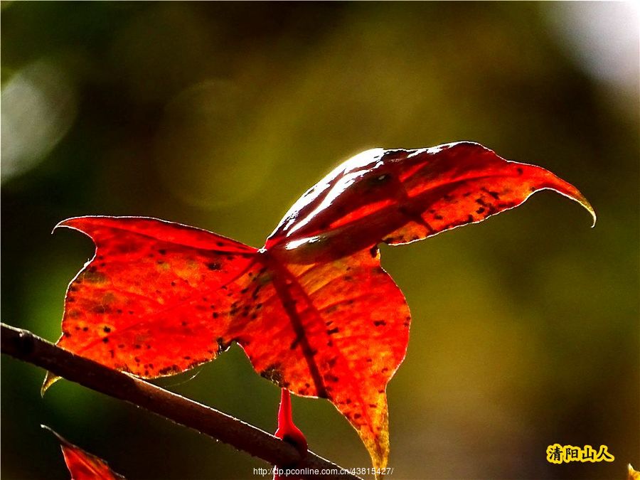 【宝清县风景【季秋时节】清阳山人摄影图片】