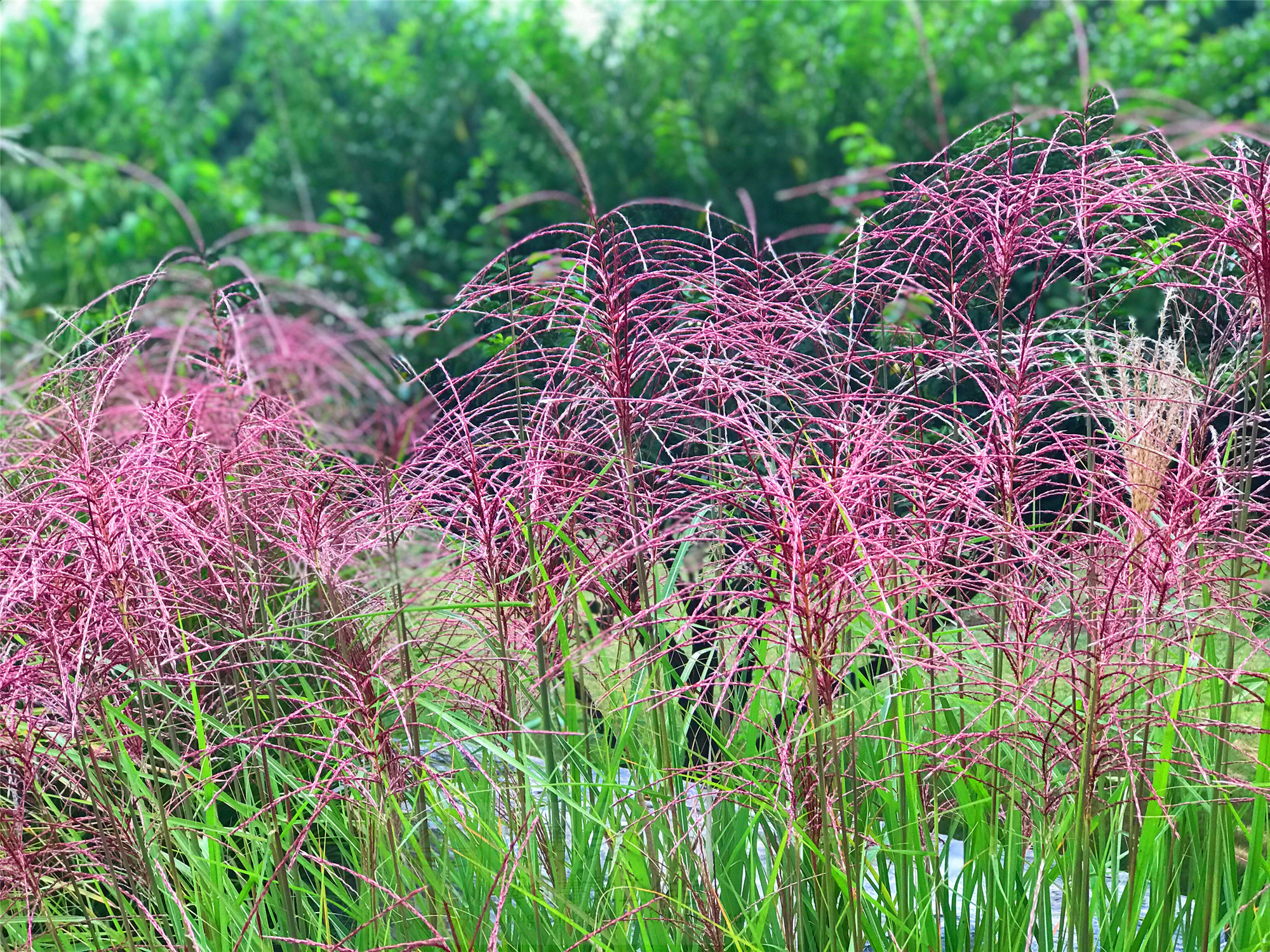 刘勇良手机摄影:野草花