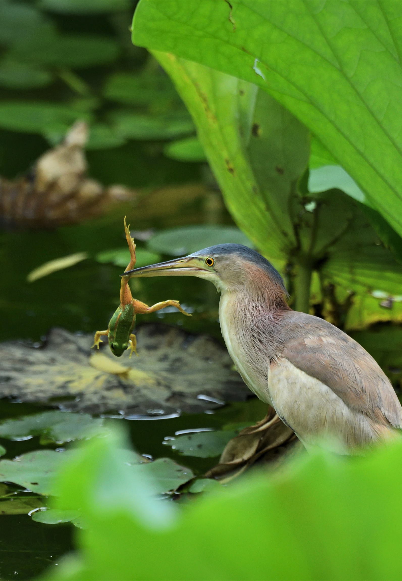 黄苇鳽