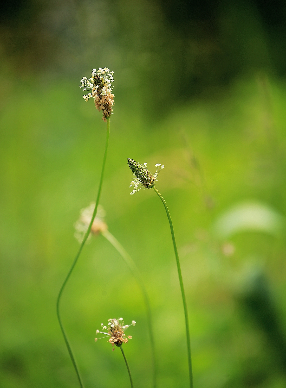 小草的芬芳