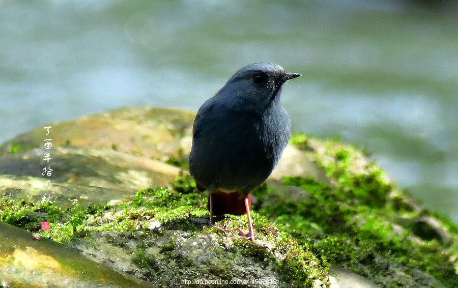 红尾河燕