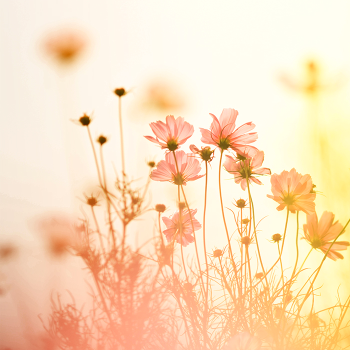 恋上格桑花