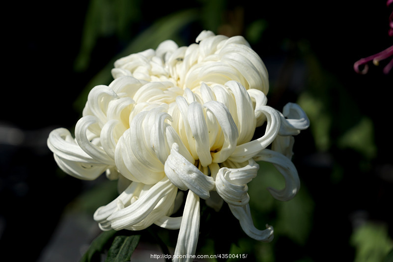 【霜降赏菊花】