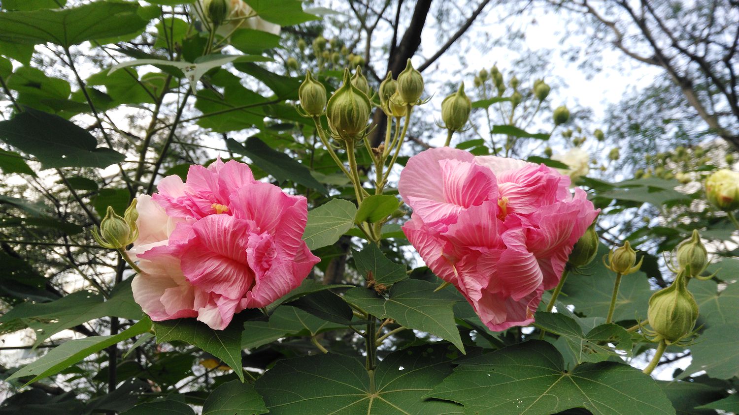 芙蓉花开