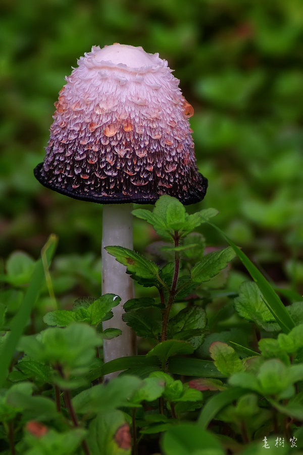 一年蓬 花蘑菇