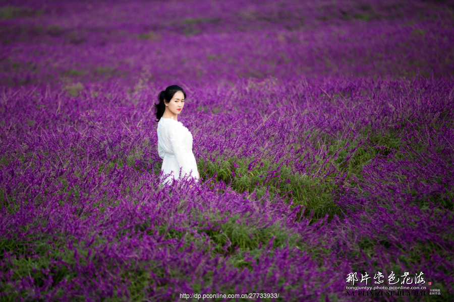 那片紫色花海