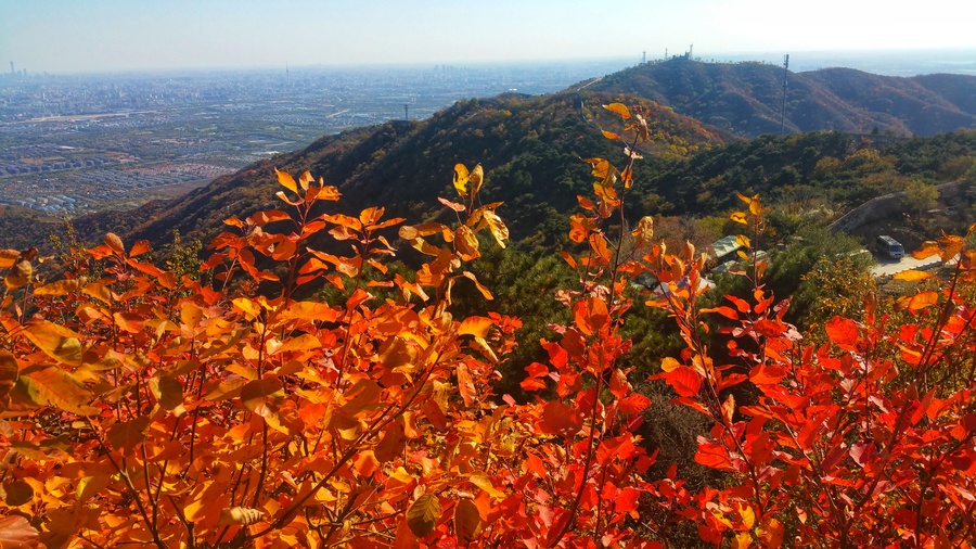 香山红叶