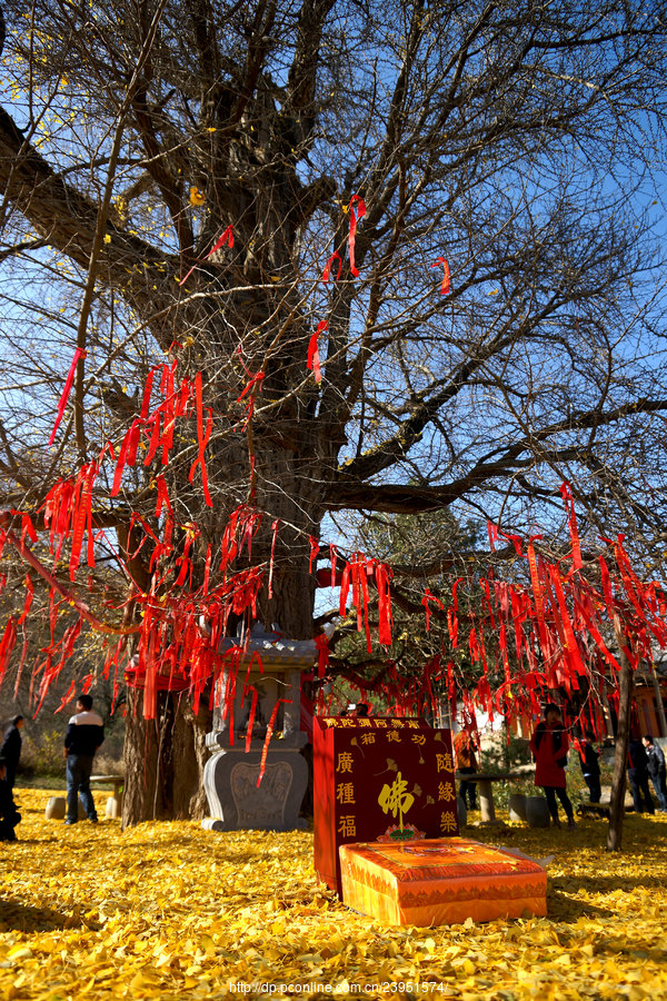 千年银杏-白鹿寺(1 14)