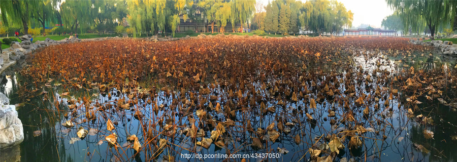 【刘勇良手机全景摄影:秋后残荷满池塘摄影图