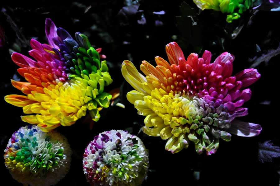 五彩菊花