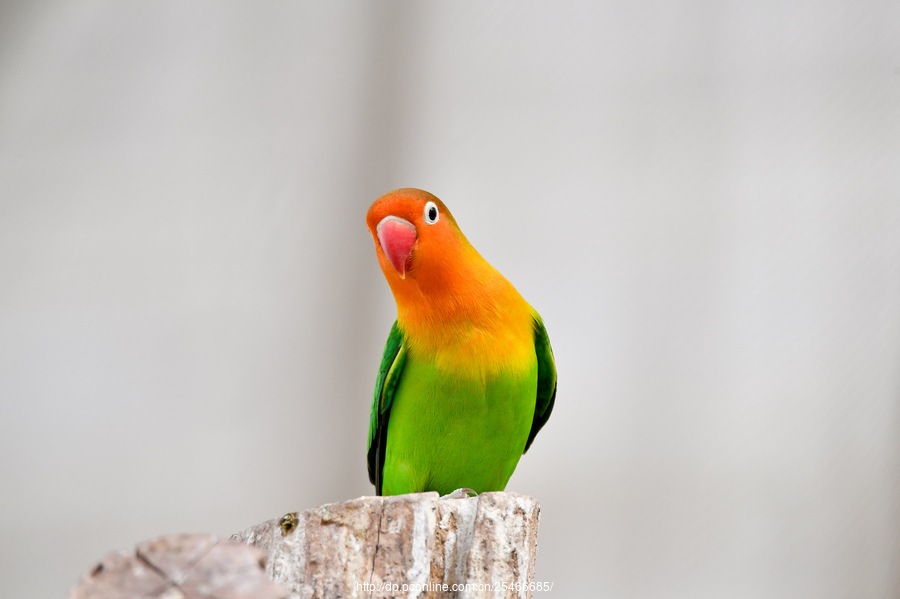 【棕头牡丹鹦鹉摄影图片】生态摄影_太平洋电脑网摄影部落