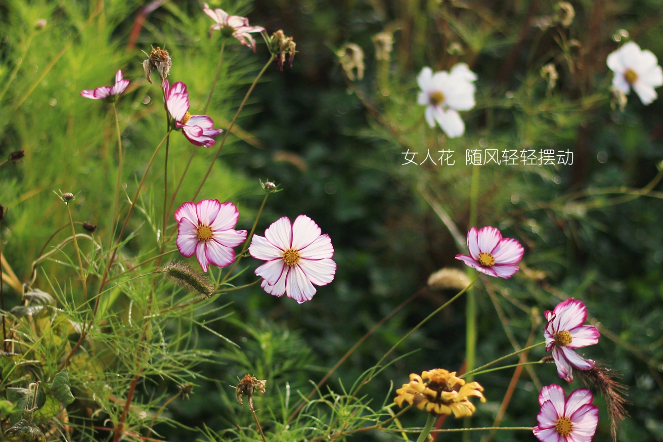 格桑花---女人花