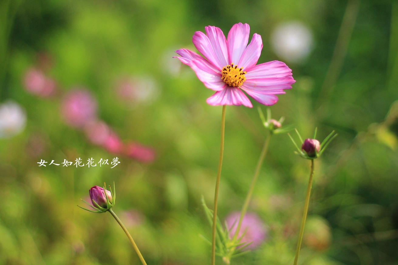 格桑花---女人花