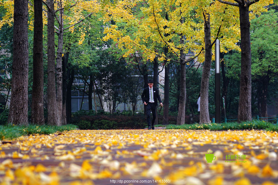 【杭州居民小区里的秋色摄影图片】风光摄影