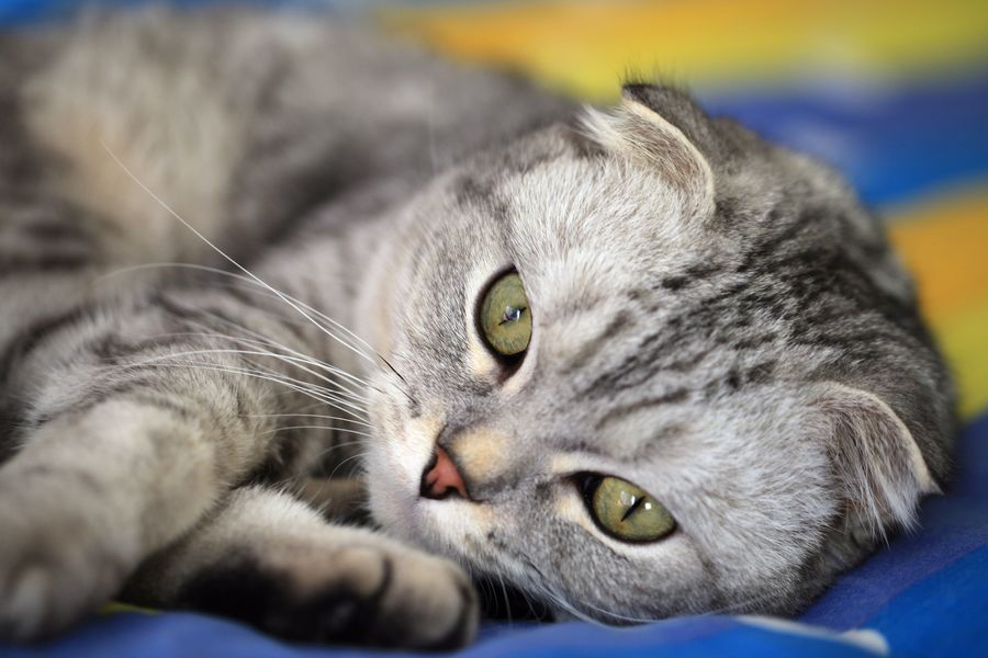小懒猫-3