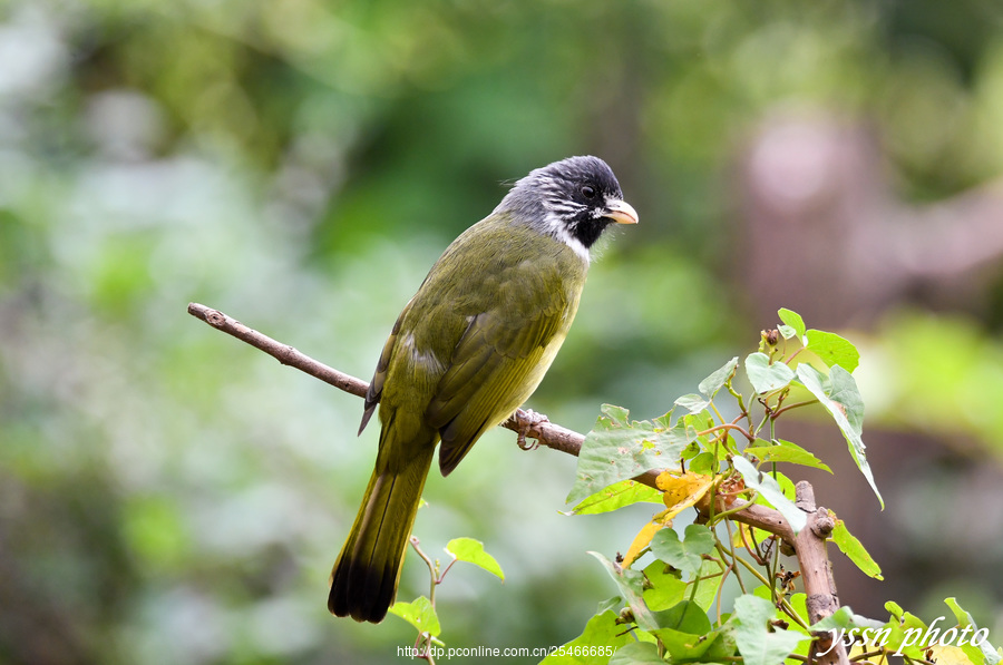 ixos semitorques,英文名:collared finchbill)为鹎科雀嘴鹎属的鸟类