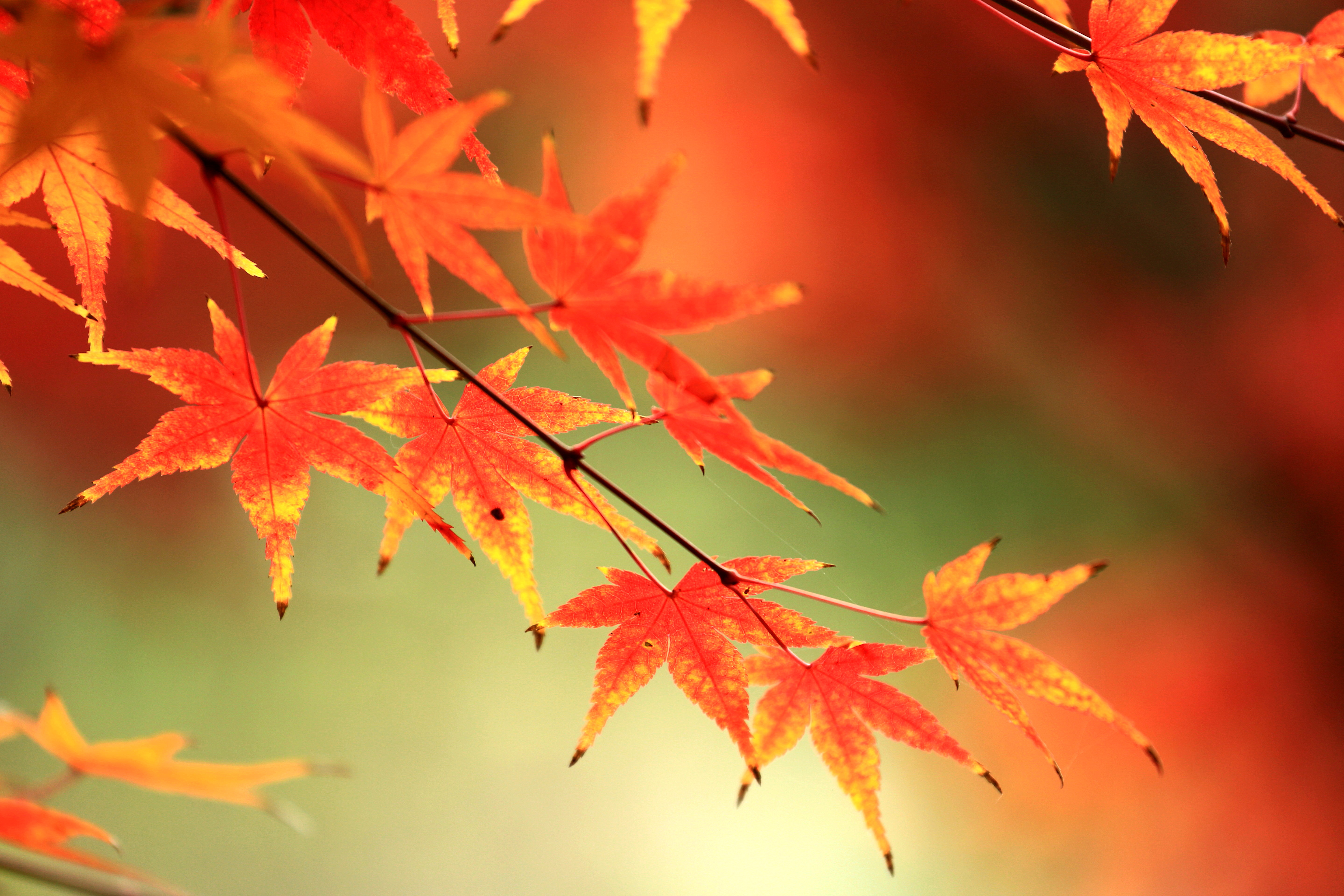壁纸1600×1200壁纸 秋天红色的枫叶图片壁纸,浓浓秋色-秋天树叶摄影壁纸图片-风景壁纸-风景图片素材-桌面壁纸