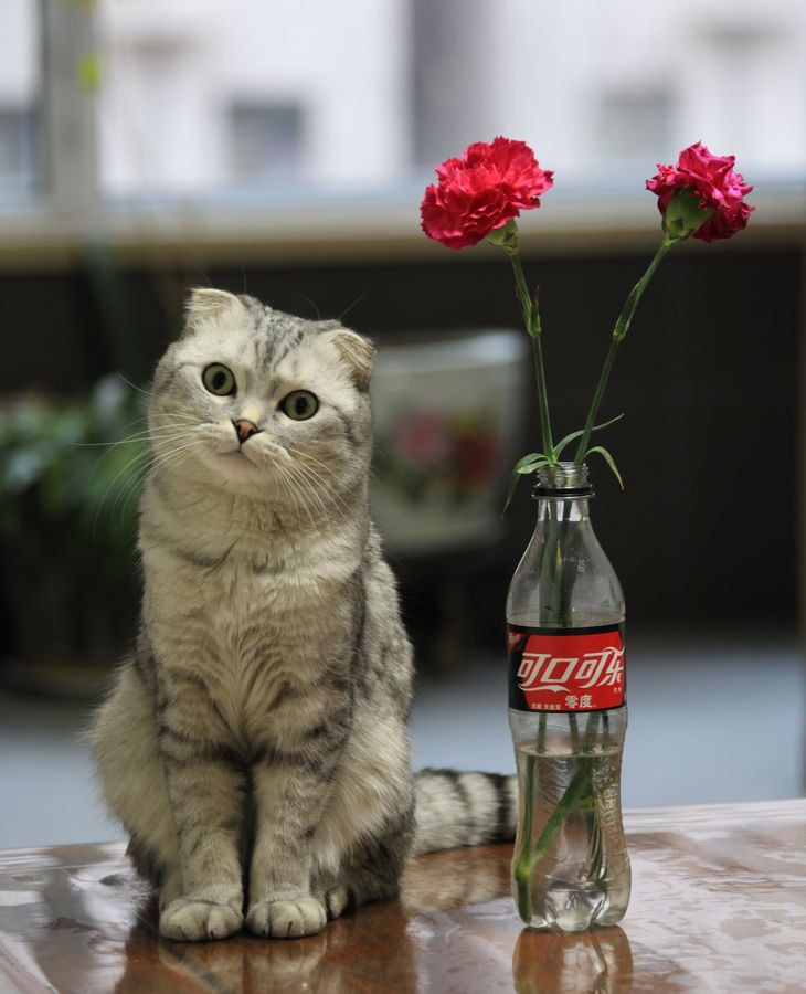 小懒猫-4