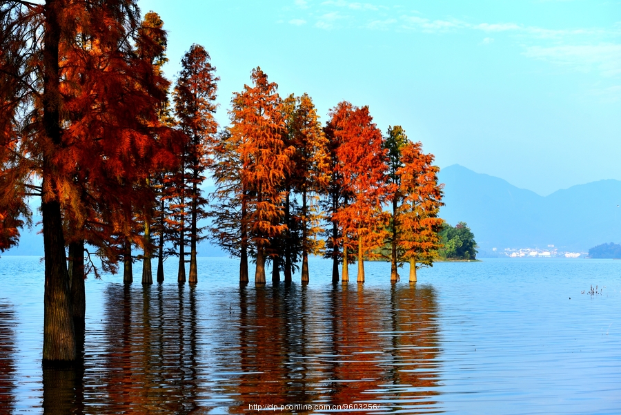 四明湖红杉林湿地