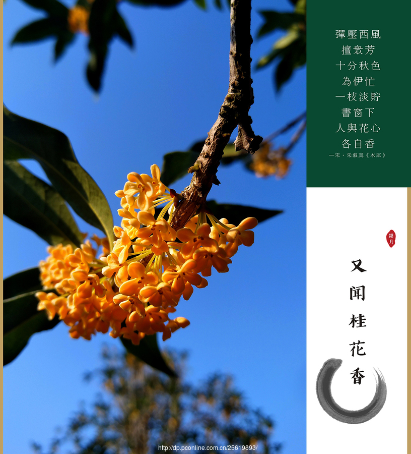 桂花的香味