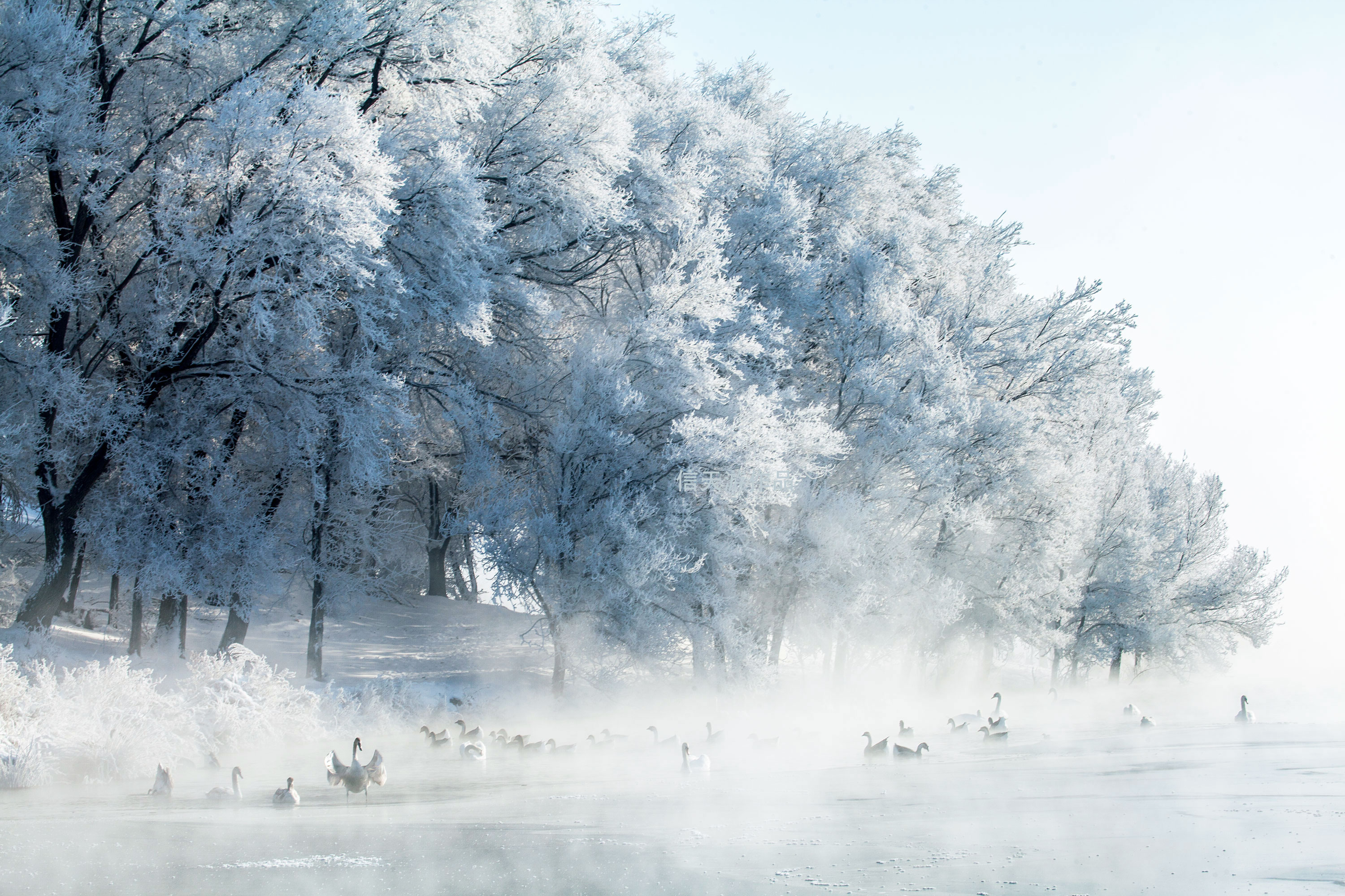 冰雪童话天鹅湖