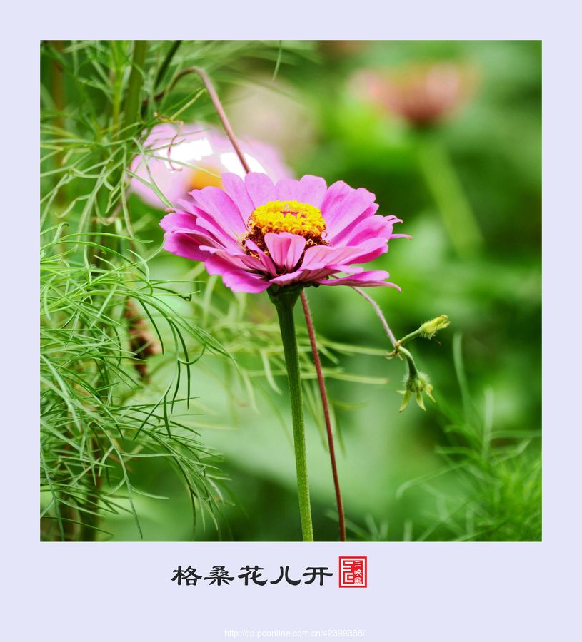 格桑花儿开