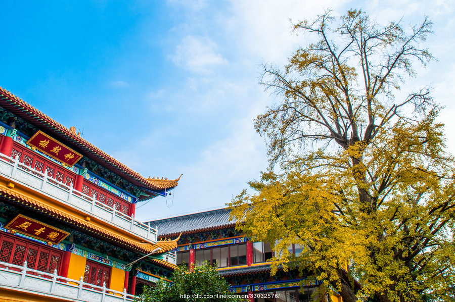 【福泉古寺千年古银杏】 第 5 幅