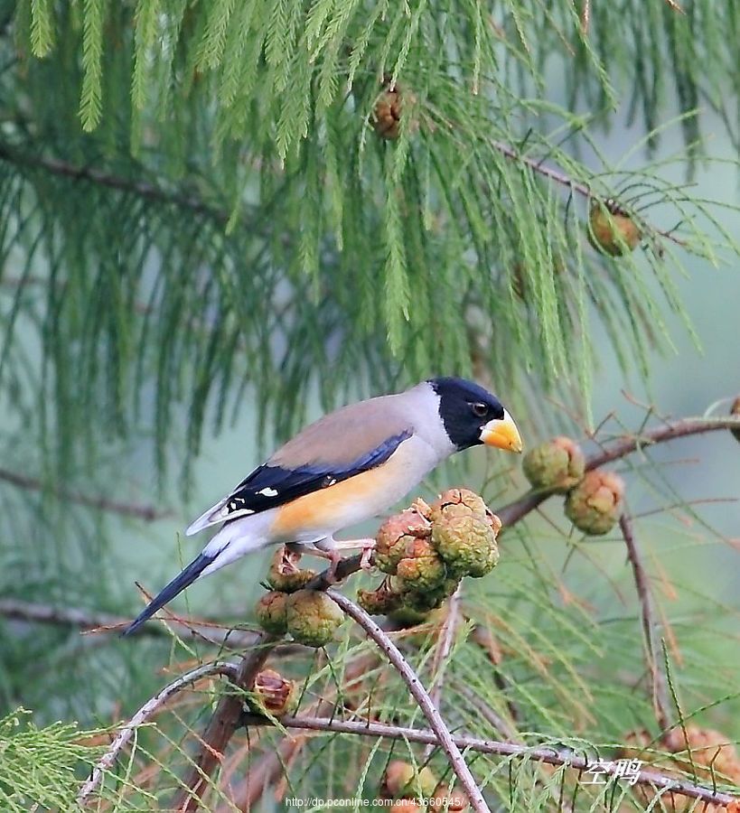 蜡嘴雀