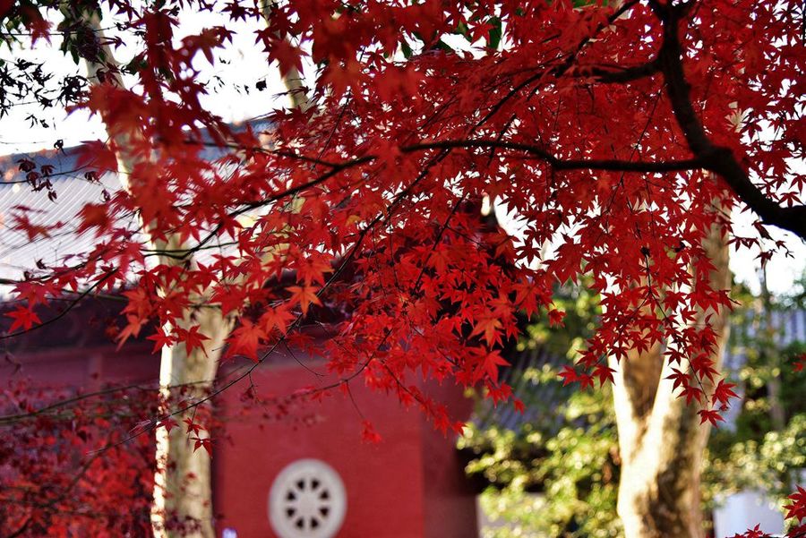 【深秋栖霞寺摄影图片】风光摄影_太平洋电脑网摄影