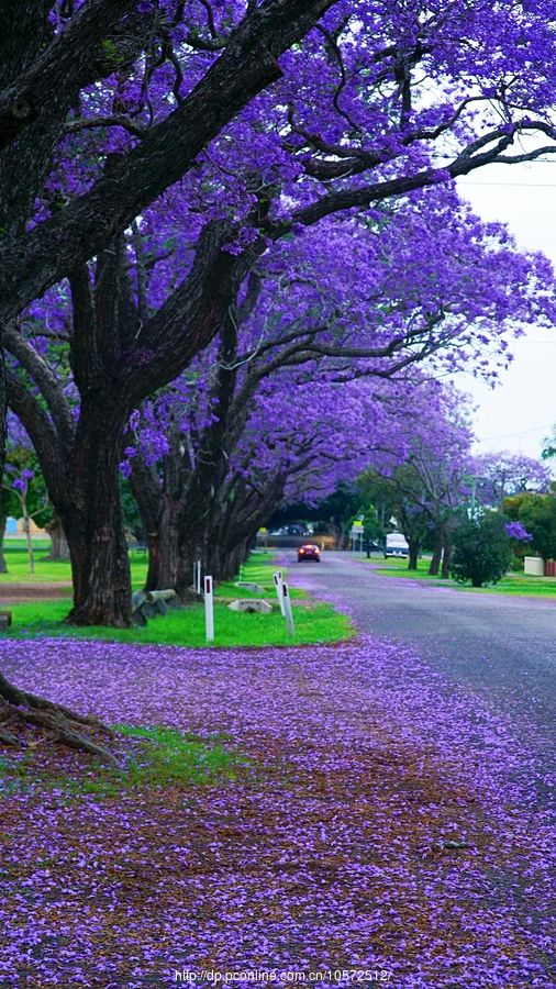 【澳洲蓝花楹之旅--紫色小镇格拉夫顿(6)摄影图片】国外摄影_太平洋电脑网摄影部落