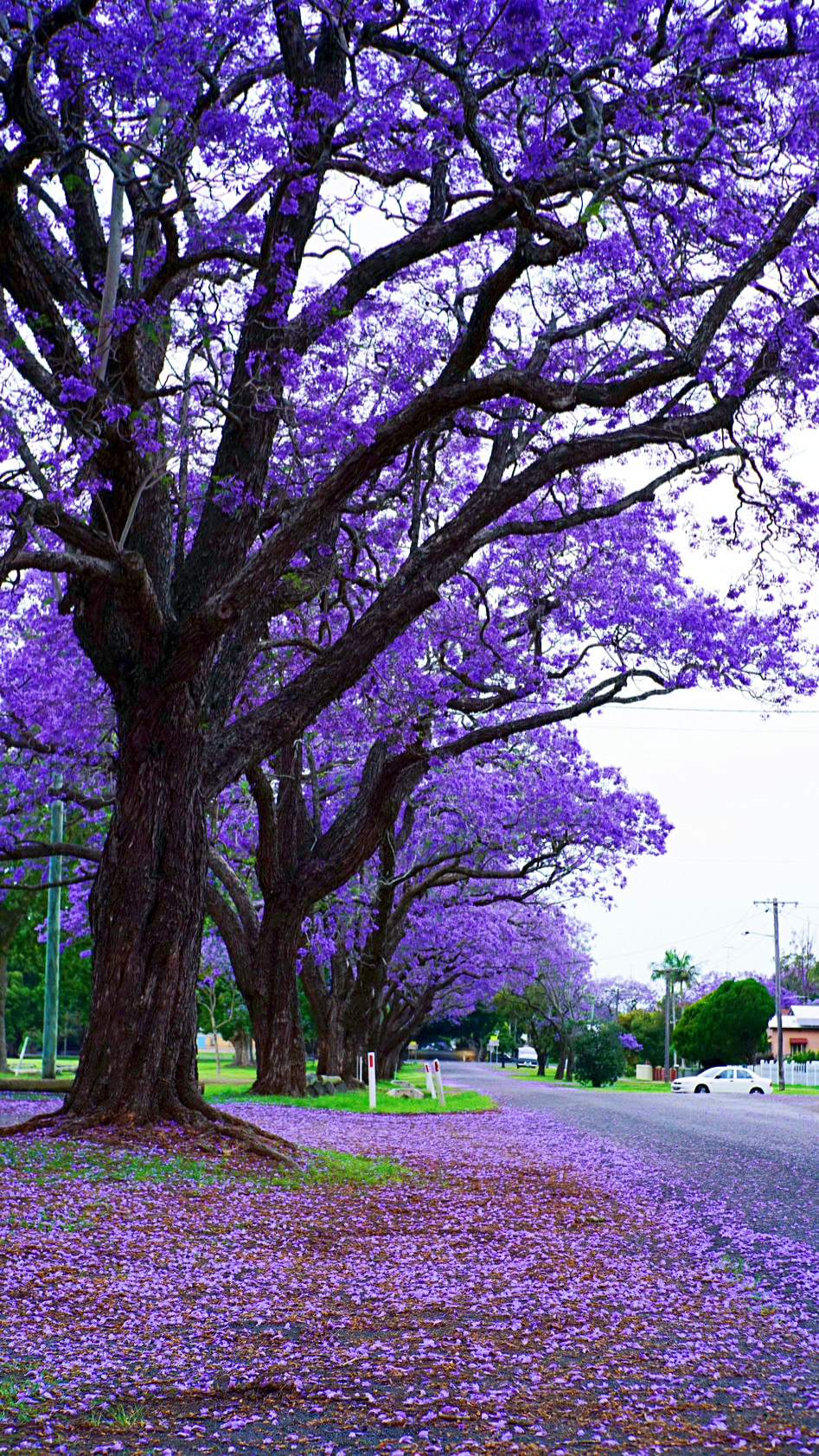 澳洲蓝花楹之旅——紫色小镇格拉夫顿(6)