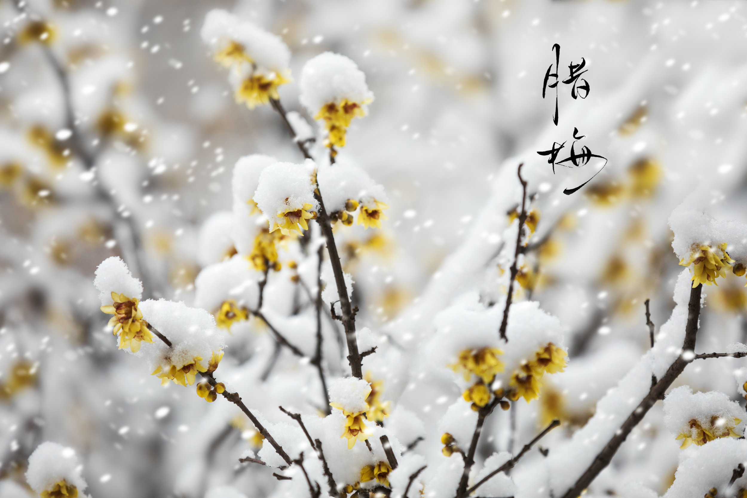 【冬之傲骨—雪中红梅摄影图片】公园生态摄影_。_太平洋电脑网摄影部落