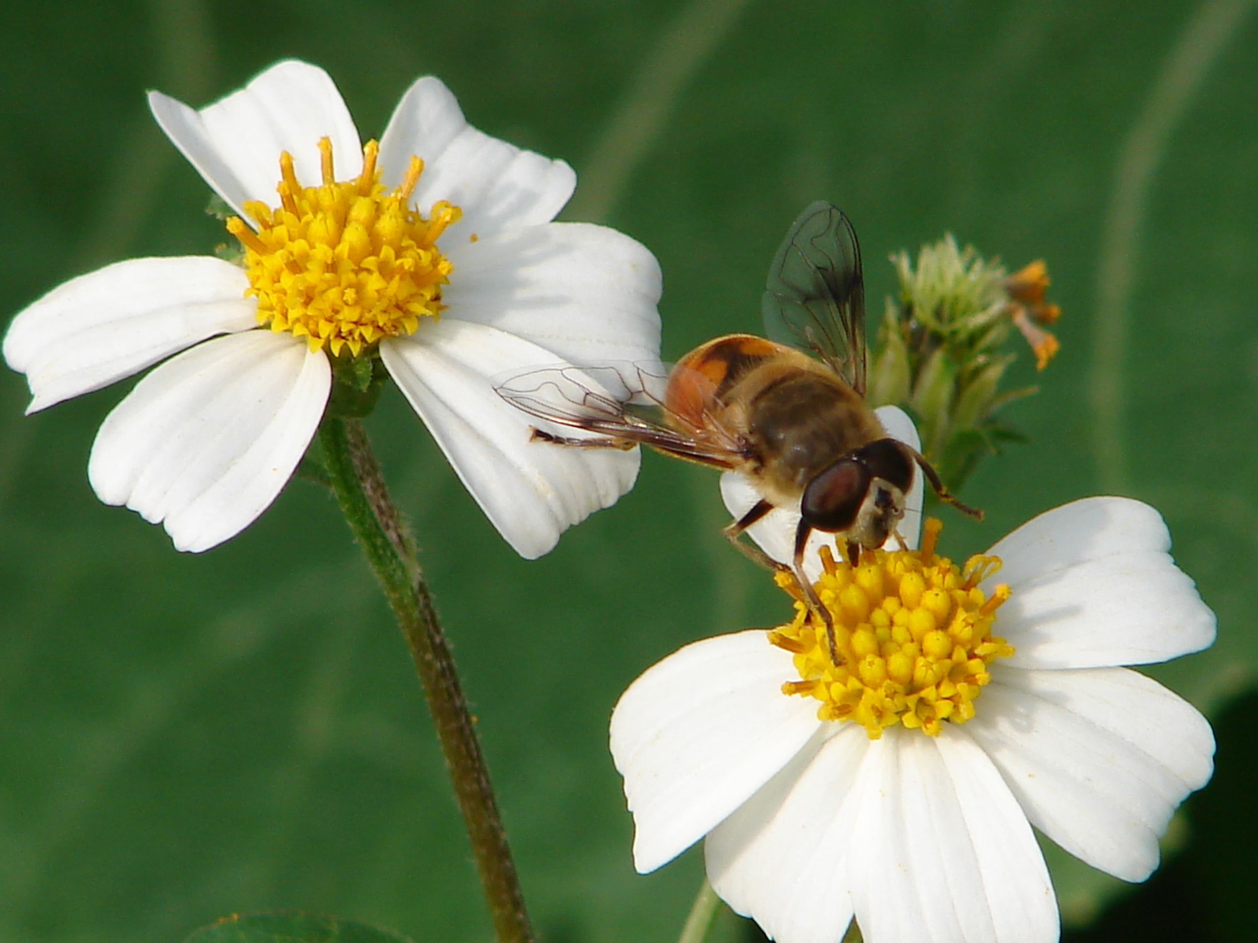 蜜蜂在白三叶花采蜜4k壁纸_4K风景图片高清壁纸_墨鱼部落格
