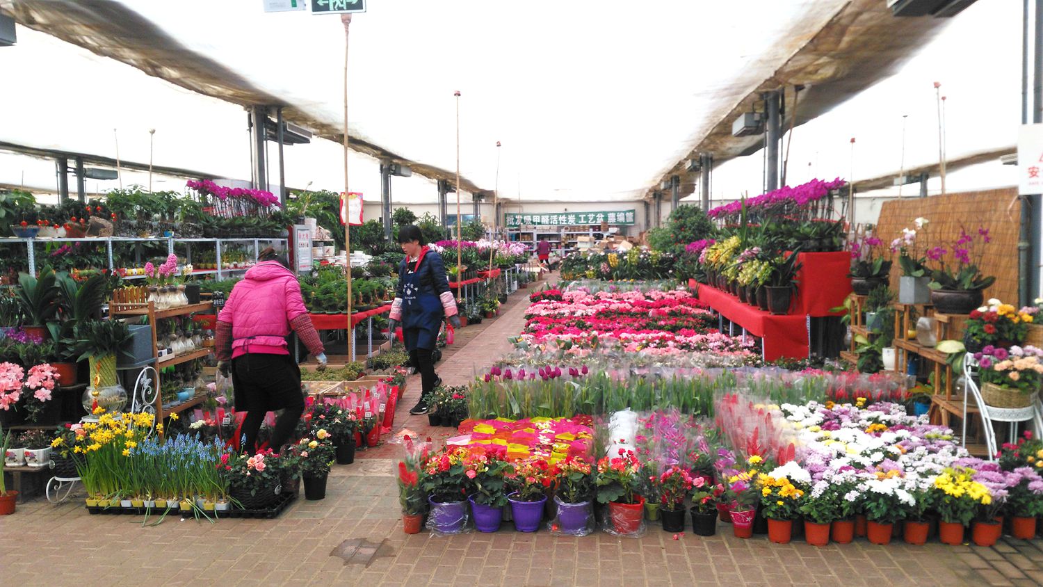 逛逛赤峰天虹花卉市场